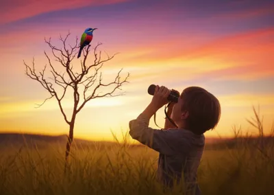 Illustration sightings