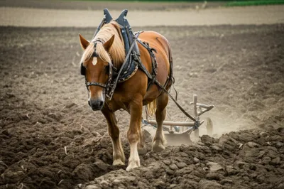 Illustration cut - Image 1