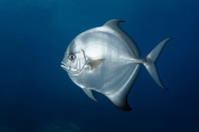 Illustration sunfish - Image 1