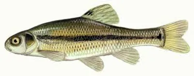 Illustration minnow - Image 2