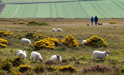 Illustration wastes - Image 1