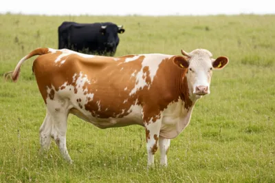 Illustration bulling - Image 1