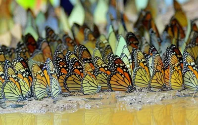 Illustration puddling - Image 1