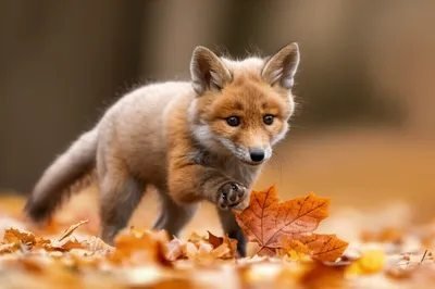 Illustration pup - Image 1