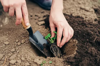 Illustration spit - Image 1