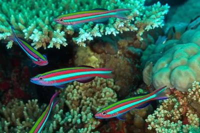 Illustration weaver - Image 1