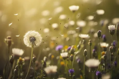 Illustration whiff - Image 1