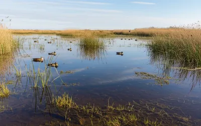 Illustration brook - Image 1