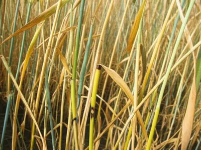 Illustration eyespots - Image 1