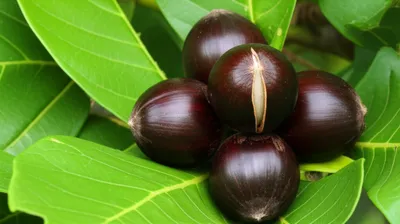 Illustration kolas - Image 1