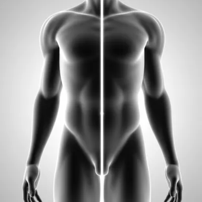 Illustration mesial - Image 1