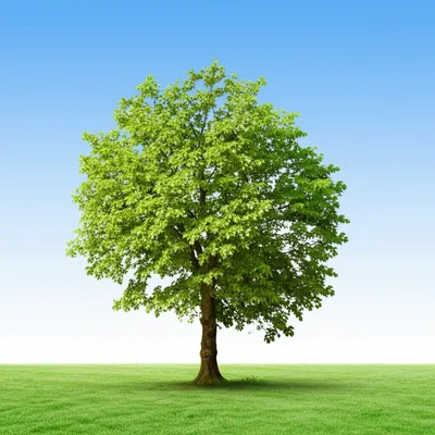 Illustration abate - Image 1