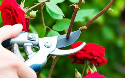 Illustration prime - Image 1