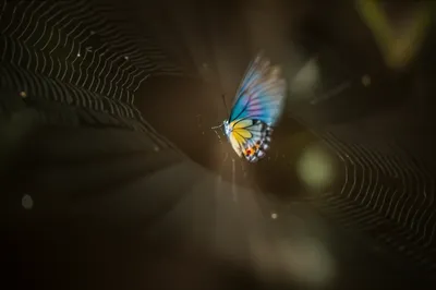 Illustration entangles - Image 1