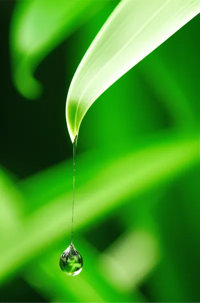 Illustration trickled - Image 2