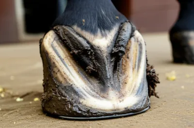 Illustration stoppings - Image 1