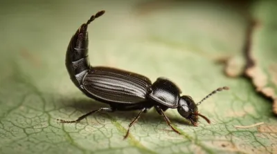 Illustration cocktail - Image 1