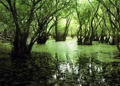 Illustration swamp - Image 2