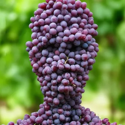 Illustration grape - Image 1