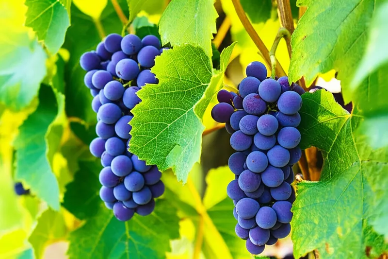 Illustration visuelle du mot « grapevines » - Vignes