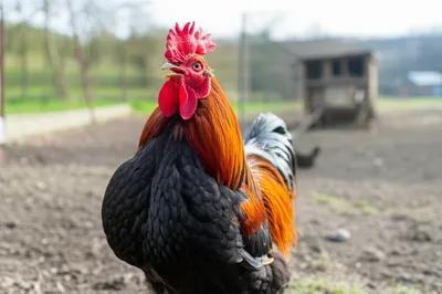 Illustration roosters - Image 1