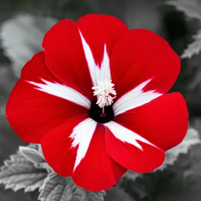 Illustration bold - Image 1