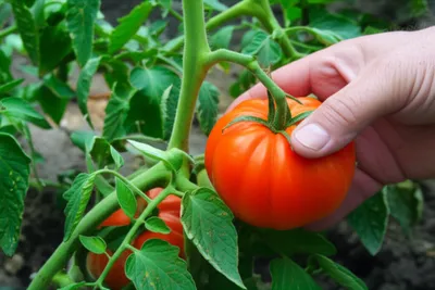 Illustration pick - Image 1