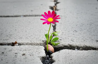 Illustration naturalizes - Image 1