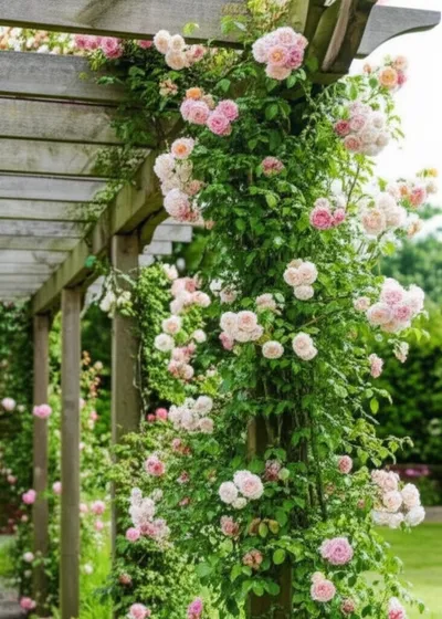 Illustration trellis - Image 1