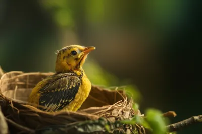 Illustration unfledged