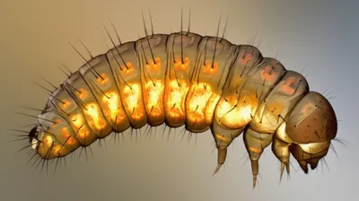 Illustration scutes - Image 1