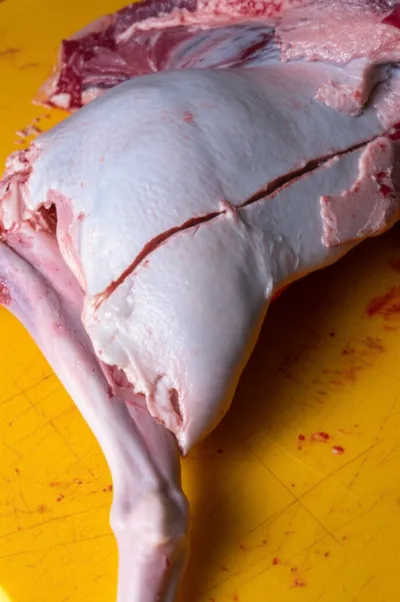 Illustration legged - Image 1