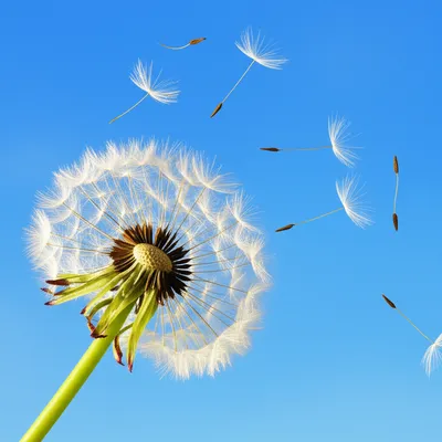 Illustration dispersal