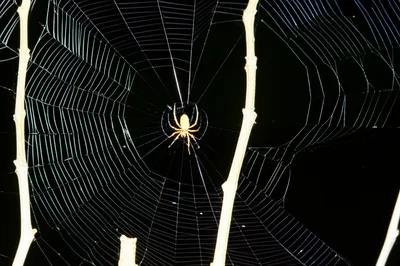 Illustration spins - Image 1