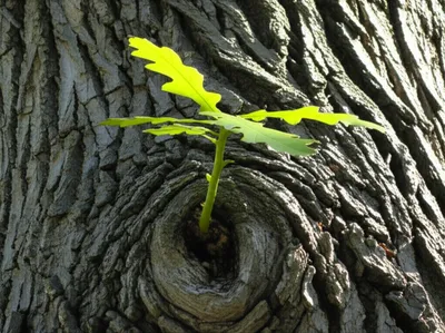 Illustration branches - Image 1