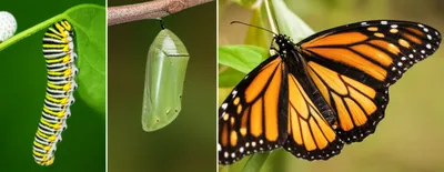 Illustration maturation - Image 1