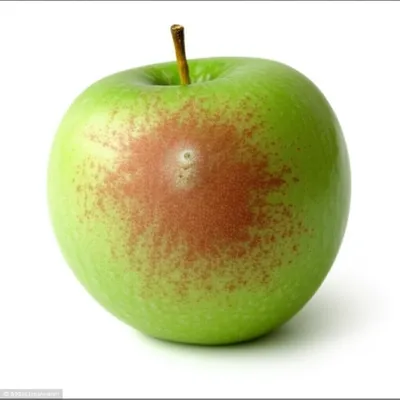 Illustration bacilli - Image 1