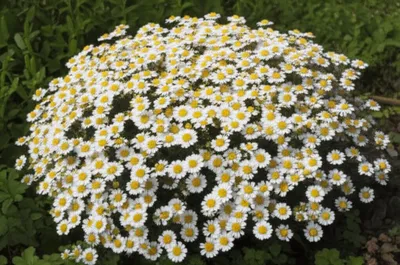 Illustration marguerite - Image 1