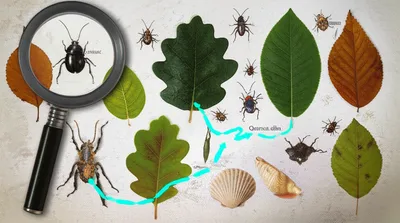 Illustration keys - Image 1