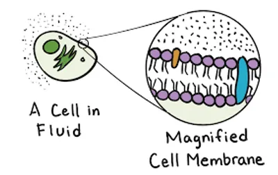 Illustration membrane - Image 2