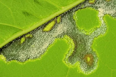 Illustration infests - Image 1