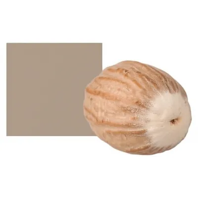 Illustration nutmeg - Image 1