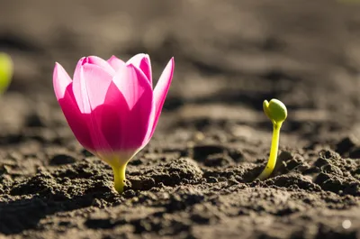 Illustration procreated - Image 1