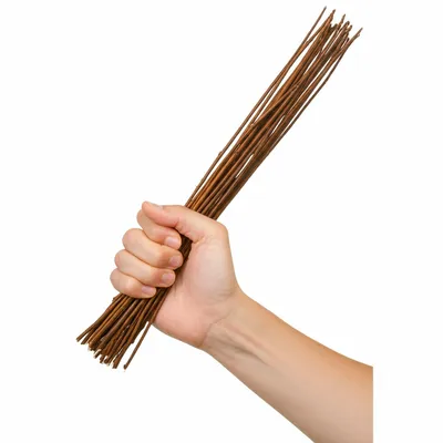 Illustration birch - Image 1