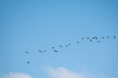 Illustration singles - Image 1