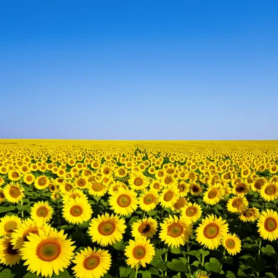 Illustration girt - Image 1