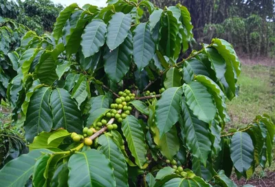 Illustration robusta