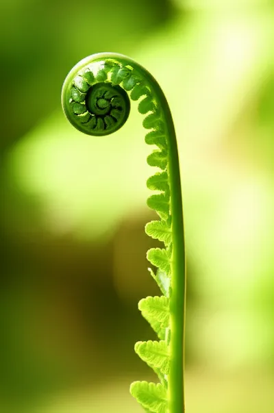 Illustration unfurled - Image 1