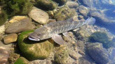 Illustration sculpins