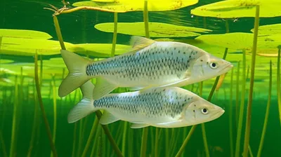 Illustration crappies